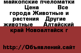  майкопские пчеломатки F-1  › Цена ­ 800 - Все города Животные и растения » Другие животные   . Алтайский край,Новоалтайск г.